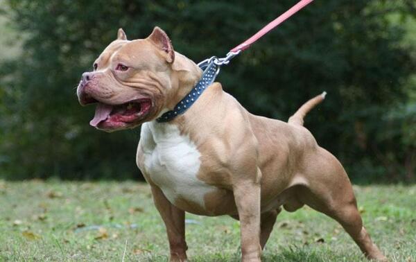 Era casi imposible que bebé se salve tras ataque de pitbull – Prensa 5