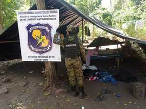 Campamentos y plantación de marihuana son destruidos durante operativo | Radio Regional 660 AM