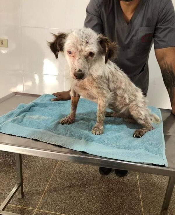 Diario HOY | Imputan a dos crueles personas por maltratar a un perrito