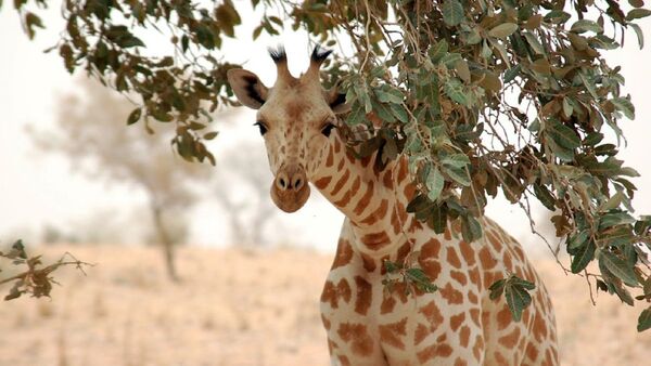 ONG coloca GPS solares a jirafas para estudiar sus movimientos 
