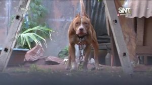 Tragedia en Ñemby: Bebé de 11 meses murió por ataque de un Pitbull - SNT