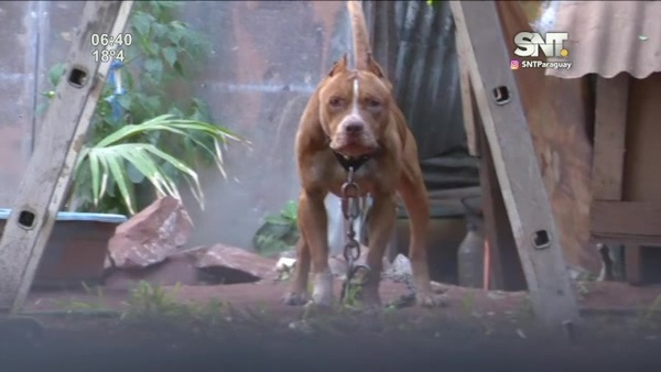 Tragedia en Ñemby: Bebé de 11 meses murió por ataque de un Pitbull - SNT