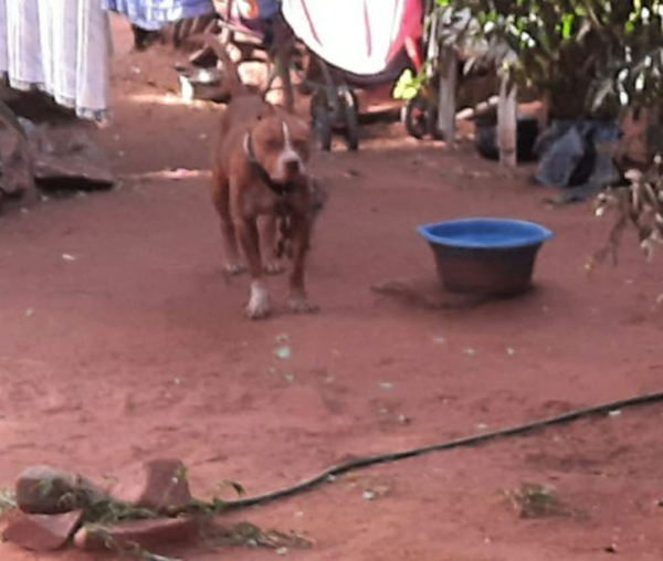 Para forense, era casi imposible que bebé se salve tras ataque de pitbull