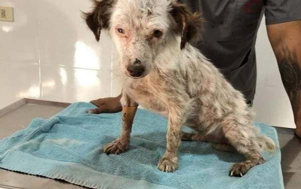 Imputan a dos crueles personas por maltratar a un perrito - Noticiero Paraguay