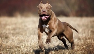 Profesional afirma que no existen razas asesinas de perros - Teleshow