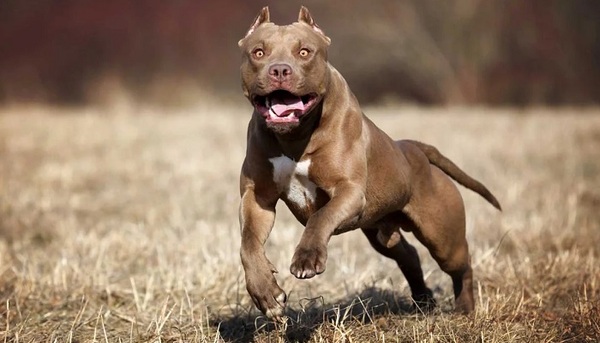 Profesional afirma que no existen razas asesinas de perros - Teleshow