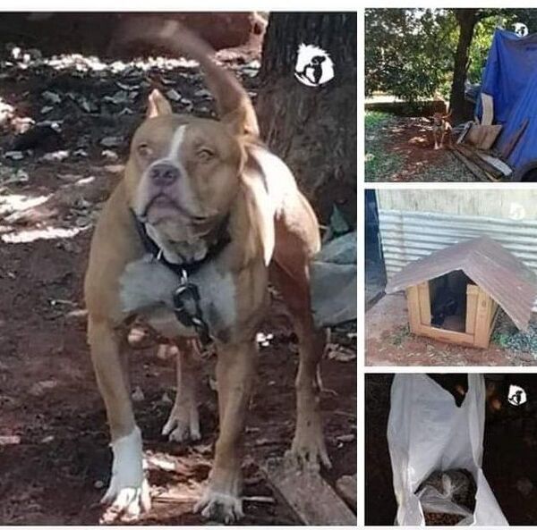Pitbull que atacó a un bebé ya está bajo custodia de Defensa Animal - Nacionales - ABC Color