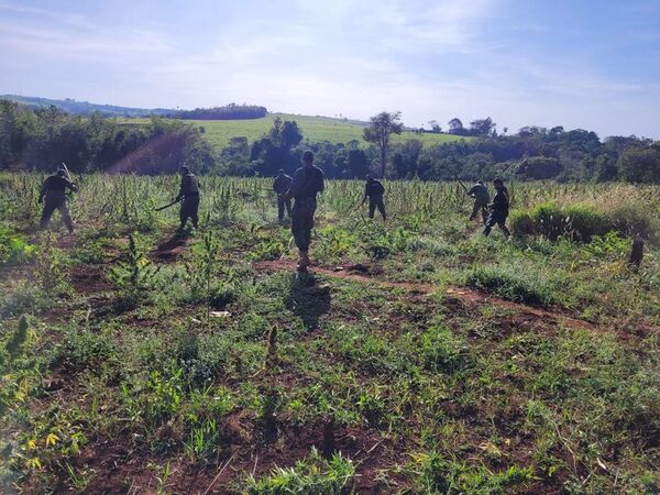 Destruyen 4 hectáreas de cultivos de marihuana en Capitán Bado - Policiales - ABC Color