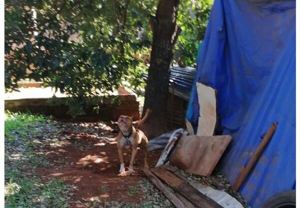 Fiscalía analiza imputar a padres de bebé asesinado por pitbull