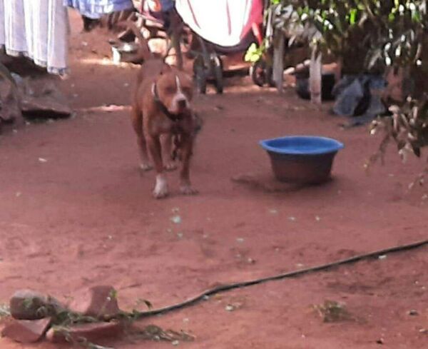 Podrían imputar a padres del bebé muerto por mordeduras de un pitbull - Nacionales - ABC Color