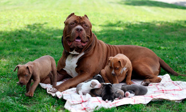 Un criador resalto el cuidado y responsabilidad que llevan los pitbulls: “No es como tener un caniche” - OviedoPress