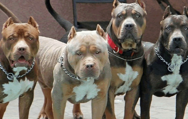 Un perro pitbull requiere de cuidados especiales para tenerlo como mascota – Prensa 5