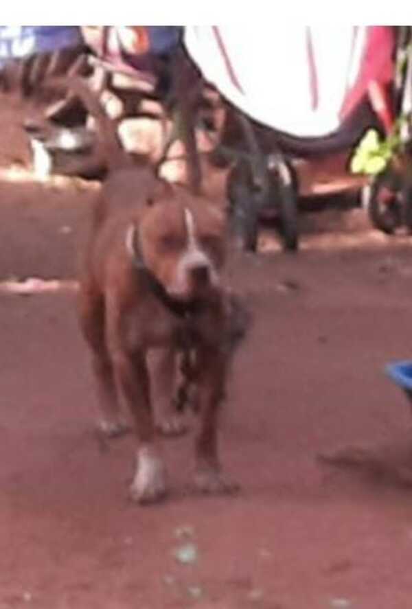 Perro pitbull destrozó el cuello a bebé de 11 meses, según autopsia