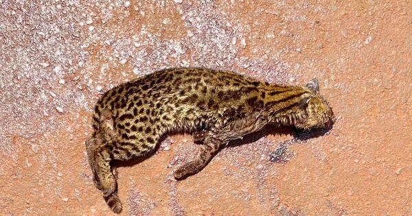 Itaipú pide respetar límites de velocidad para evitar atropellamiento de fauna