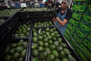 México exporta primer cargamento de aguacate de Jalisco hacía EEUU - MarketData