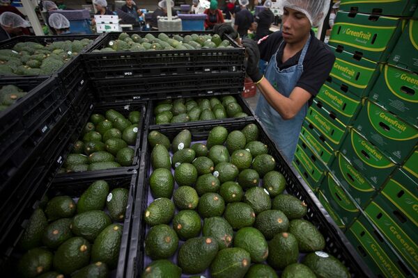 México exporta primer cargamento de aguacate de Jalisco hacía EEUU - MarketData
