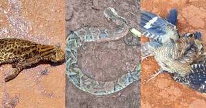 La Nación / Conductores no respetan límites de velocidad y atropellan a animales silvestres en reserva Tatí Yupí