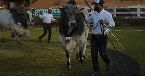 La Nación / Ganaderas Sofía y Chajha invitan al remate anual de animales de alta genética