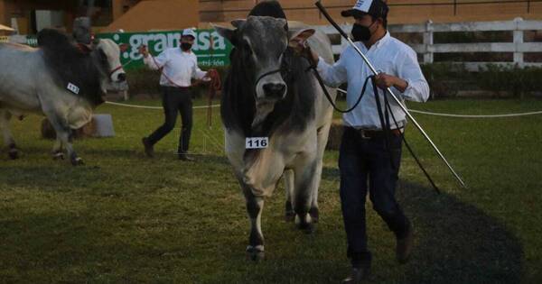 La Nación / Ganaderas Sofía y Chajha invitan al remate anual de animales de alta genética