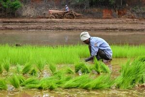 América y África impulsan cooperación en ciencia y tecnología en agricultura - Mundo - ABC Color