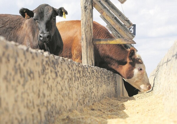 Valor del Novillo Mercosur volvió a bajar: se ubicó en US$ 3,96 a la carne