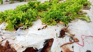 Joven crea riego automatizado que mejora vida  de agricultores