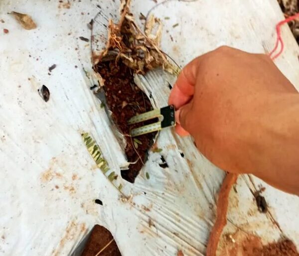 Joven crea riego automatizado que mejora vida de agricultores