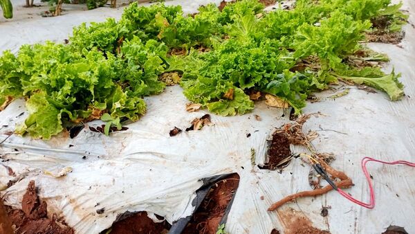 Joven crea riego automatizado que mejora vida de agricultores
