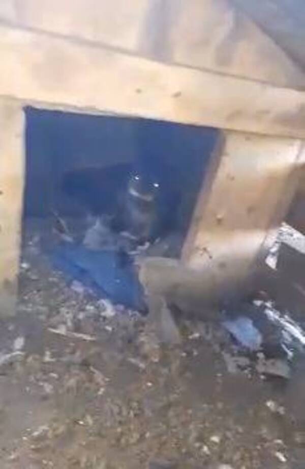 Crónica / [VIDEO] Llamativa visita, encontraron una nutria en un gallinero