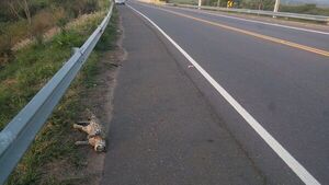 Gato montés murió atropellado camino Luque-Sanber
