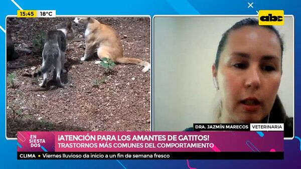 ¡Atención para los amantes de gatitos! - Ensiestados - ABC Color