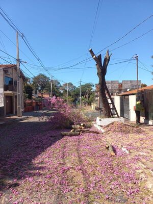 Recibió multa de casi G. 5 millones por “asesinar” a un lapacho en flor - Nacionales - ABC Color