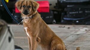 Mili, la perra polizona que "trabaja" en Panamá tras cruzar el Atlántico