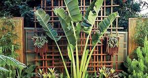La Nación / Atmósfera verde: jungla en la ciudad