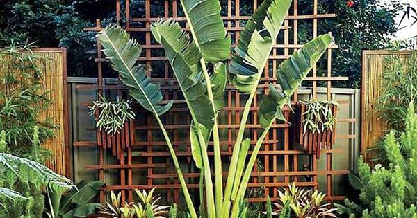 La Nación / Atmósfera verde: jungla en la ciudad