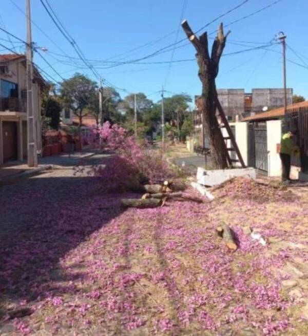 Crónica / Por cortar un árbol de tajy ligó "flor" de multa