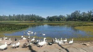 “Los patos de don Humberto”, en el Parque Ñu Guasu - Nacionales - ABC Color
