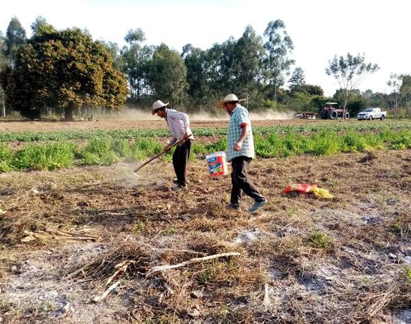 Producción de mandioca busca mejorar para el próximo periodo agrícola - El Independiente
