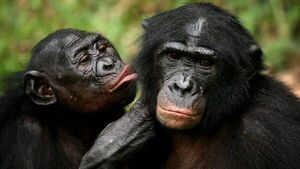 Chimpancés, como los humanos, usan la comunicación para cooperar mejor