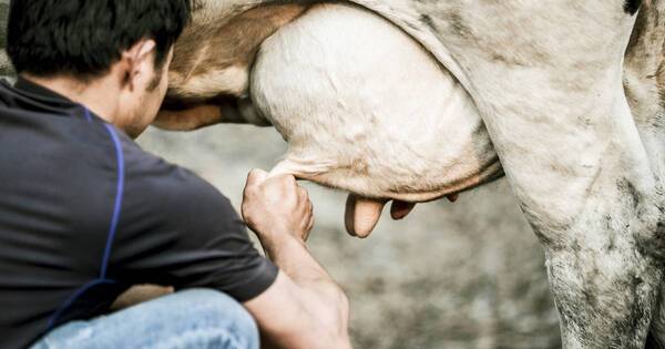 La Nación / Más calidad en la producción de leche