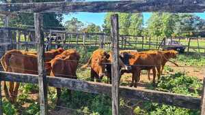 Incautaron 41 animales vacunos en prosecución a abigeatos