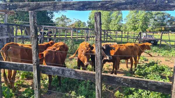 Incautaron 41 animales vacunos en prosecución a abigeatos