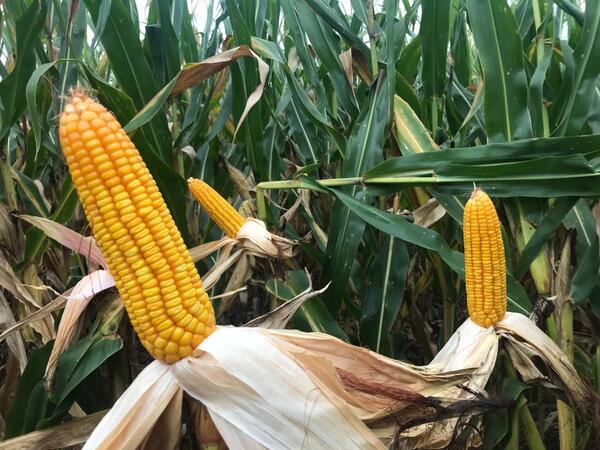 Avanza cosecha de maíz zafriña con rendimientos promedios de 6.500 kilos