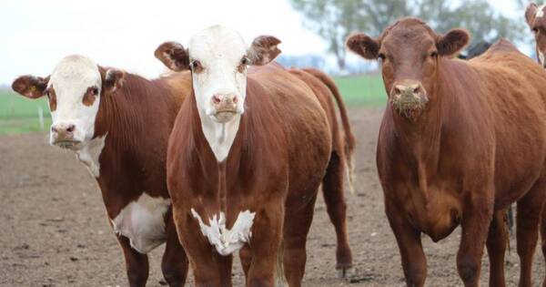 La Nación / Carne: Precio novillo Mercosur volvió a bajar