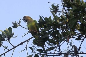 Antes de tener aves en casa - Mascotas - ABC Color