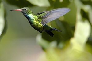 Caracas, “edén” de los colibríes - Estilo de vida - ABC Color
