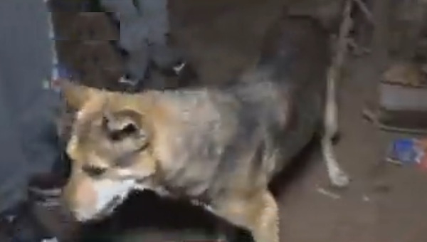 Diario HOY | Perro se convierte en héroe tras salvar a su dueño de un incendio