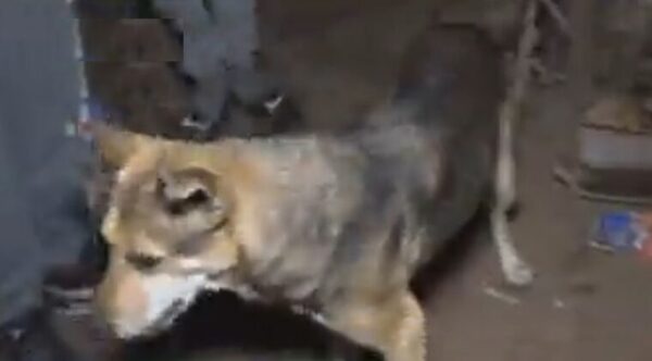 Perro se convierte en héroe tras salvar a su dueño de un incendio