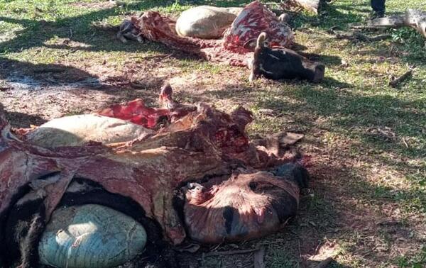 Abigeos roban y faenan dos vacas en Caaguazú – Prensa 5