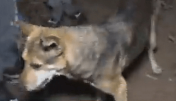 Perro se convierte en héroe tras salvar a su dueño de un incendio - Noticiero Paraguay